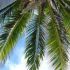 Primii copaci de pe Pamant semanau cu palmierii